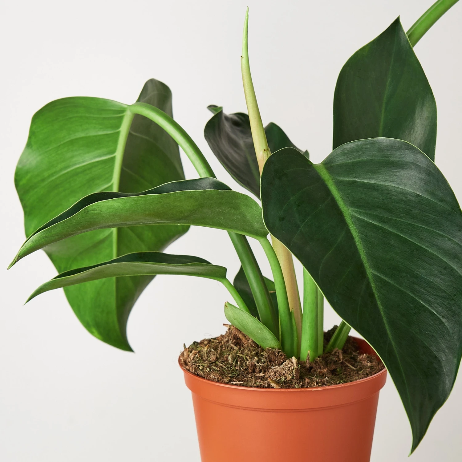 Philodendron 'Congo Green' 2 Philodendron 'Congo Green' - Image 2