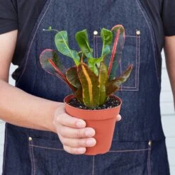 Croton Mammy -Plant house 1 Croton Mammy 4HOLD