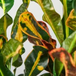 Croton Mammy -Plant house 1 Croton Mammy 6 16DETAIL