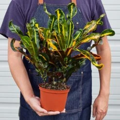 Croton Mammy -Plant house 1 Croton Mammy 6 16HOLD