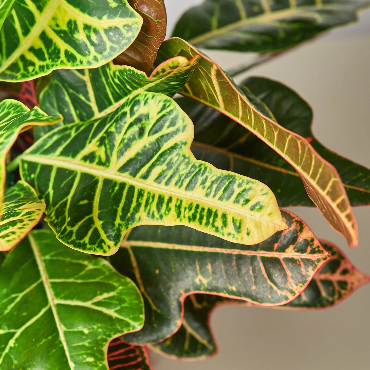 Croton 'Oakleaf' 2 Croton 'Oakleaf' - Image 2