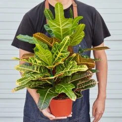 Croton 'Oakleaf' 5 Croton 'Oakleaf' -Plant house 1 Croton OakLeaf HOLD 6