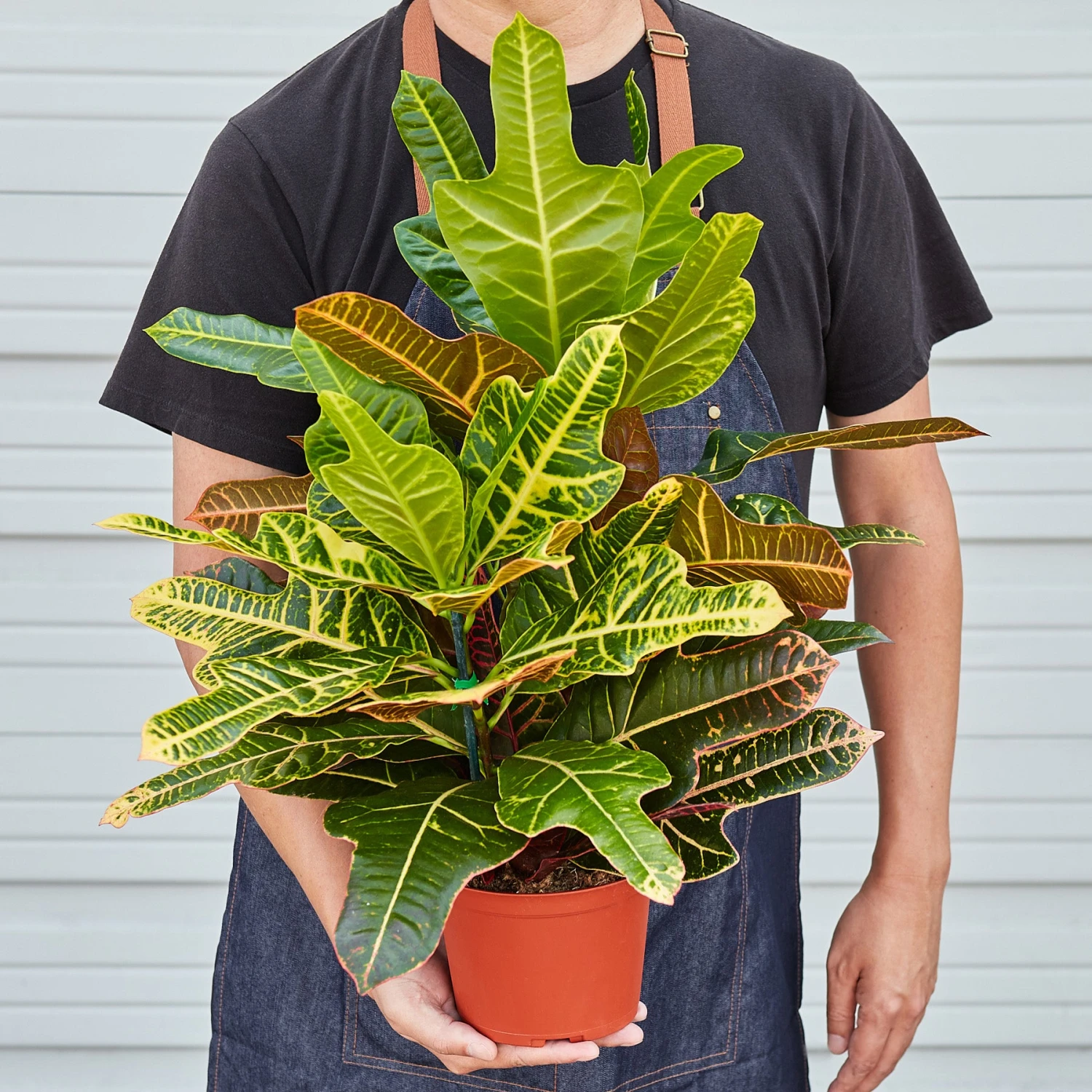 Croton 'Oakleaf' 3 Croton 'Oakleaf' - Image 3