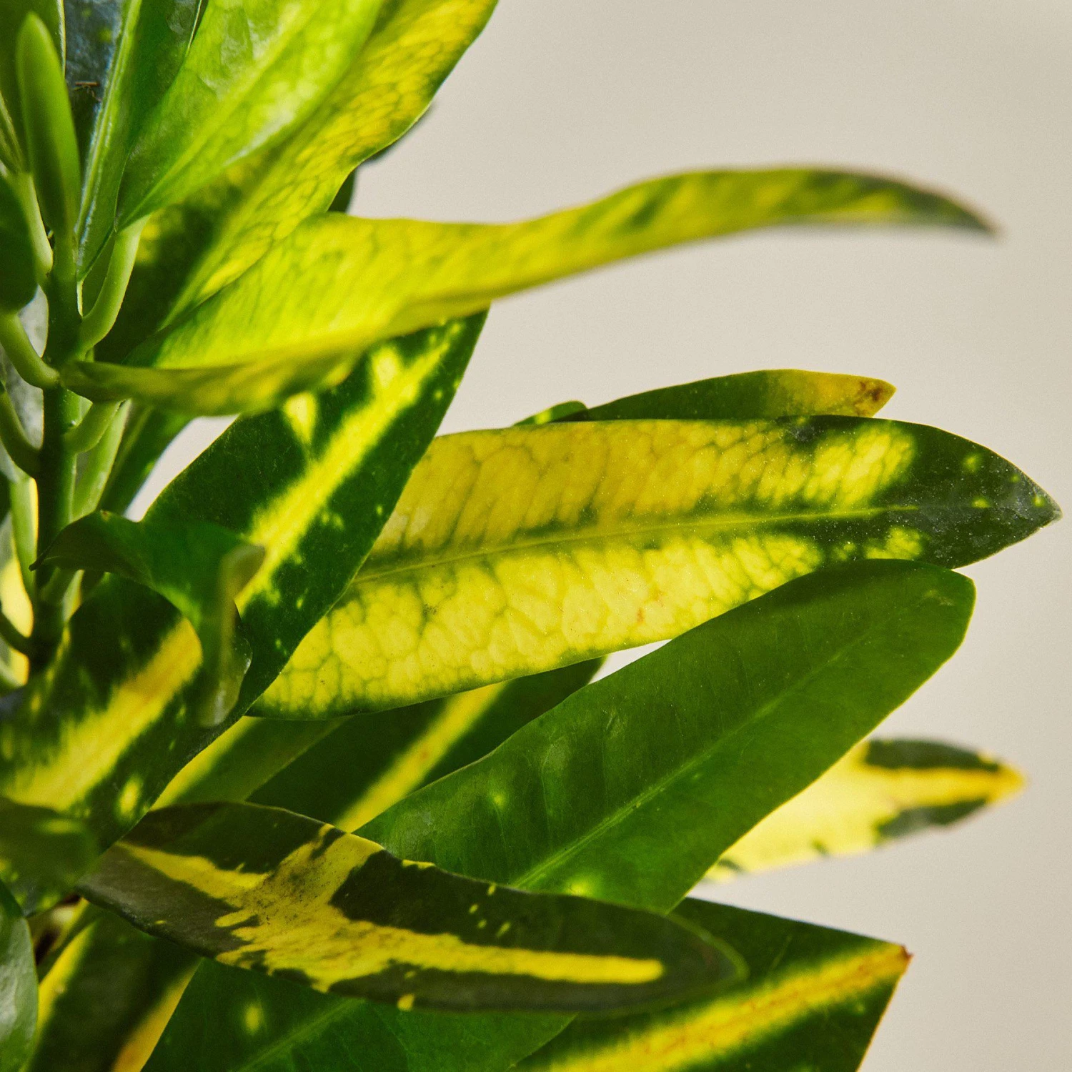 Croton 'Sunny Star' 2 Croton 'Sunny Star' - Image 2