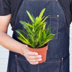 Croton 'Sunny Star' 5 Croton 'Sunny Star' -Plant house 1 Croton SunnyStar 4HOLD