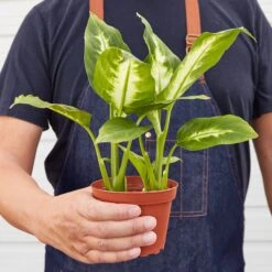 Dieffenbachia Camille 18 Dieffenbachia Camille -Plant house 1 Dieffenbachia Camille 4HOLD