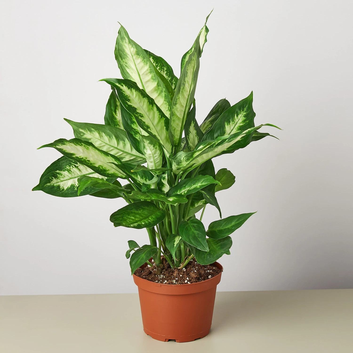Dieffenbachia Camille 1 Dieffenbachia Camille