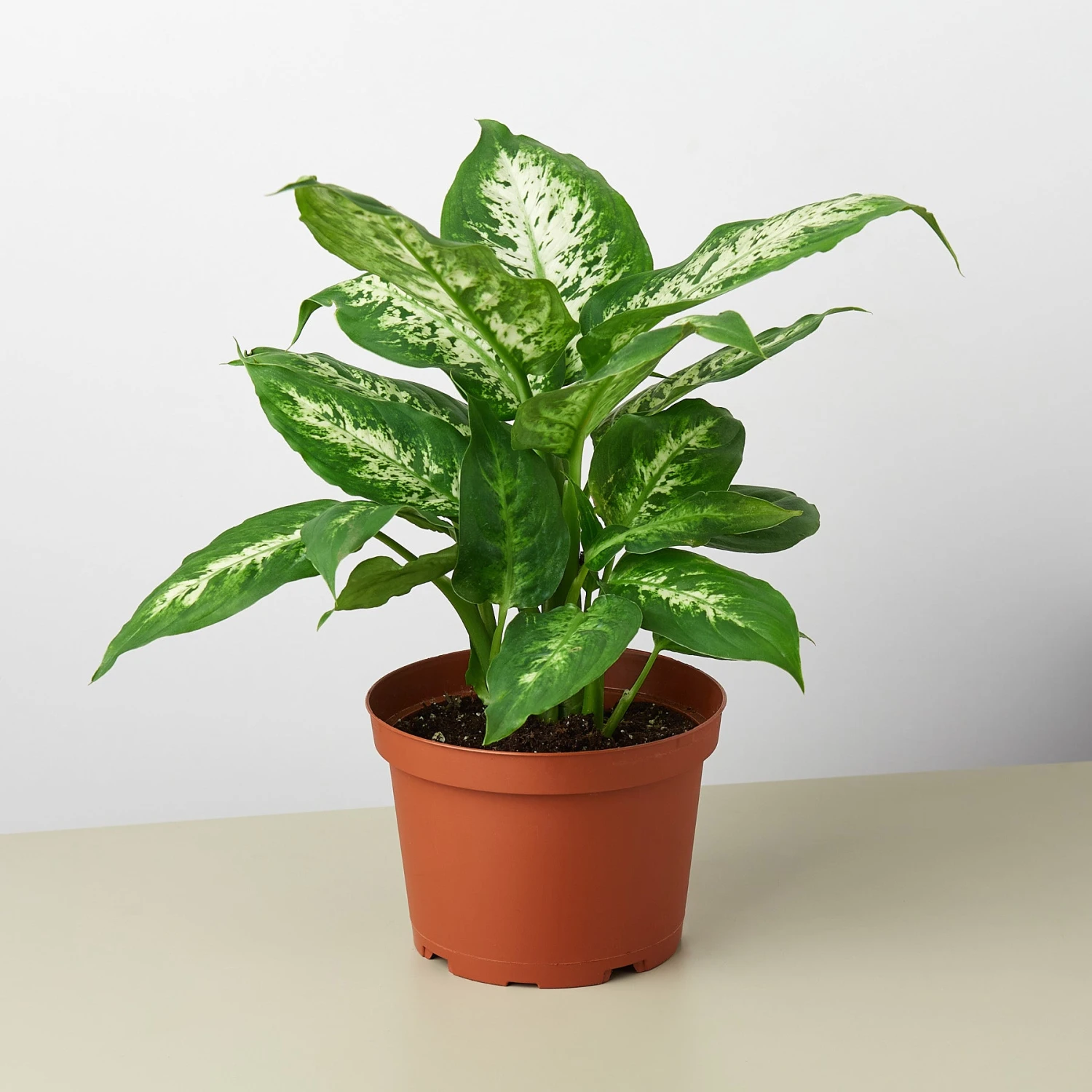Dieffenbachia 'Tropic Snow' 1 Dieffenbachia 'Tropic Snow'