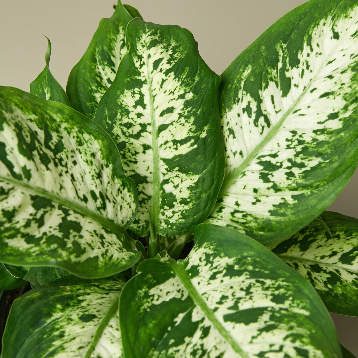 Dieffenbachia 'Tropic Snow' 2 Dieffenbachia 'Tropic Snow' - Image 2