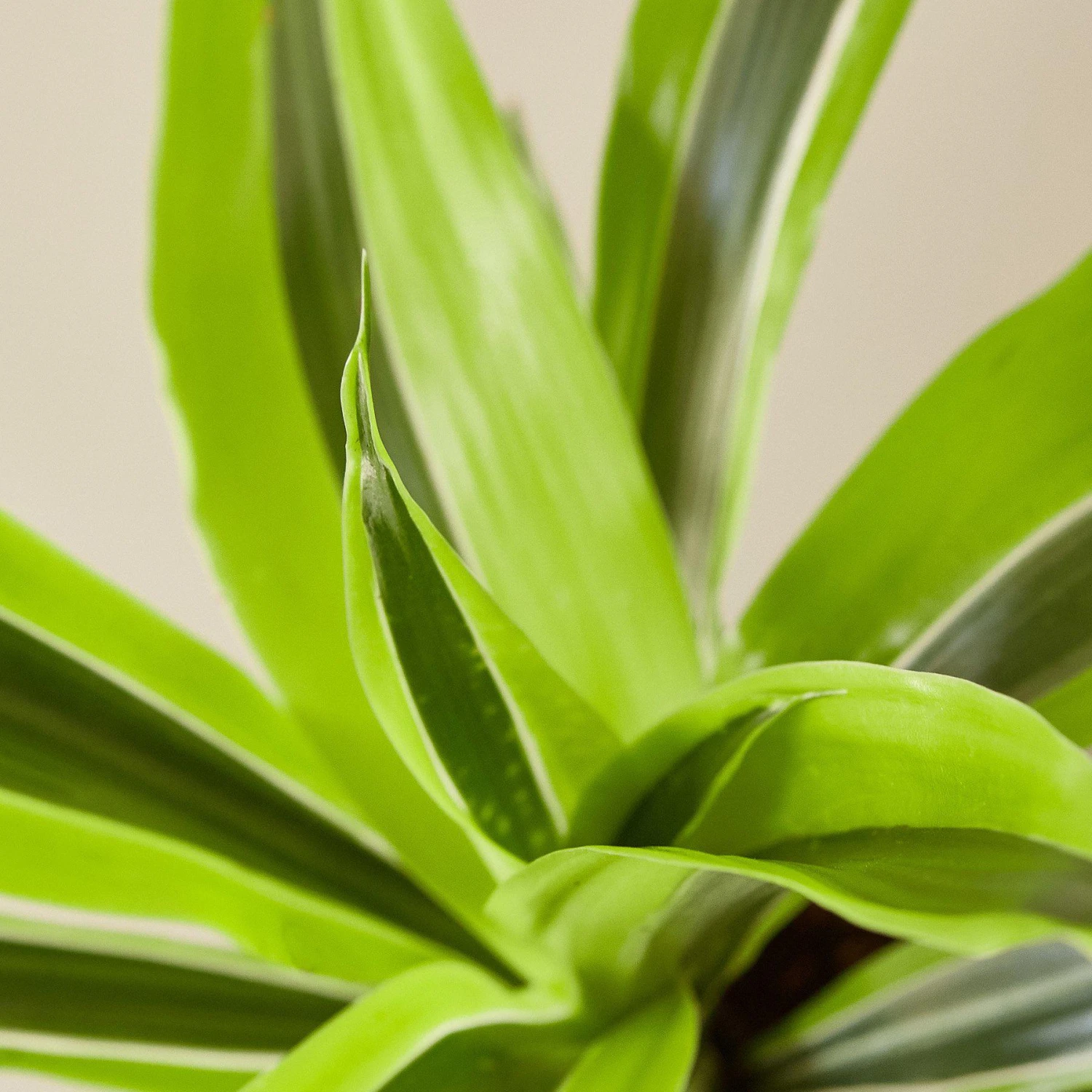 Dracaena Deremensis 'Lemon Lime' 2 Dracaena Deremensis 'Lemon Lime' - Image 2