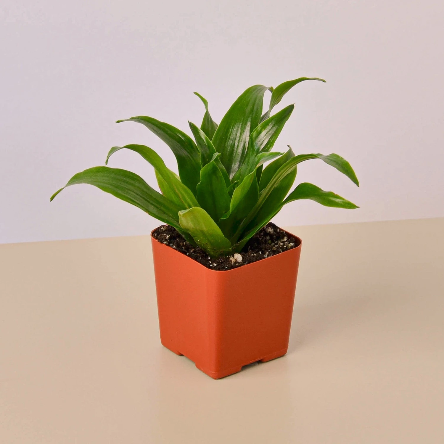 3" Tropical Plant Variety Bundle 4 3" Tropical Plant Variety Bundle - Image 4