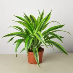 Dracaena Deremensis 'Lemon Lime' 9 Dracaena Deremensis 'Lemon Lime' -Plant house 1 Dracaena LemonLime 6