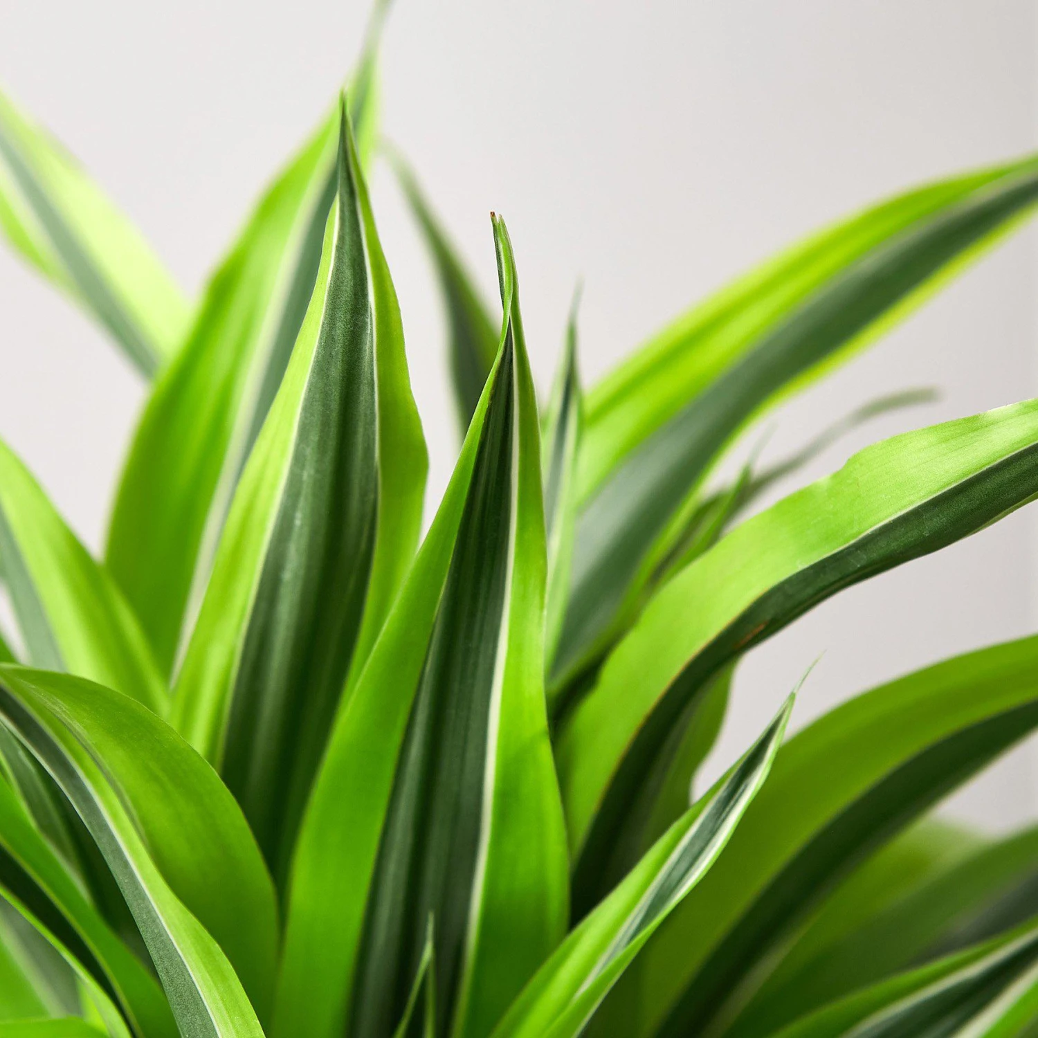 Dracaena Deremensis 'Lemon Lime' 5 Dracaena Deremensis 'Lemon Lime' - Image 5