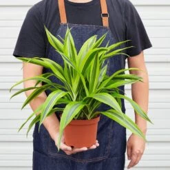 Dracaena Deremensis 'Lemon Lime' 11 Dracaena Deremensis 'Lemon Lime' -Plant house 1 Dracaena LemonLime 6 HOLD