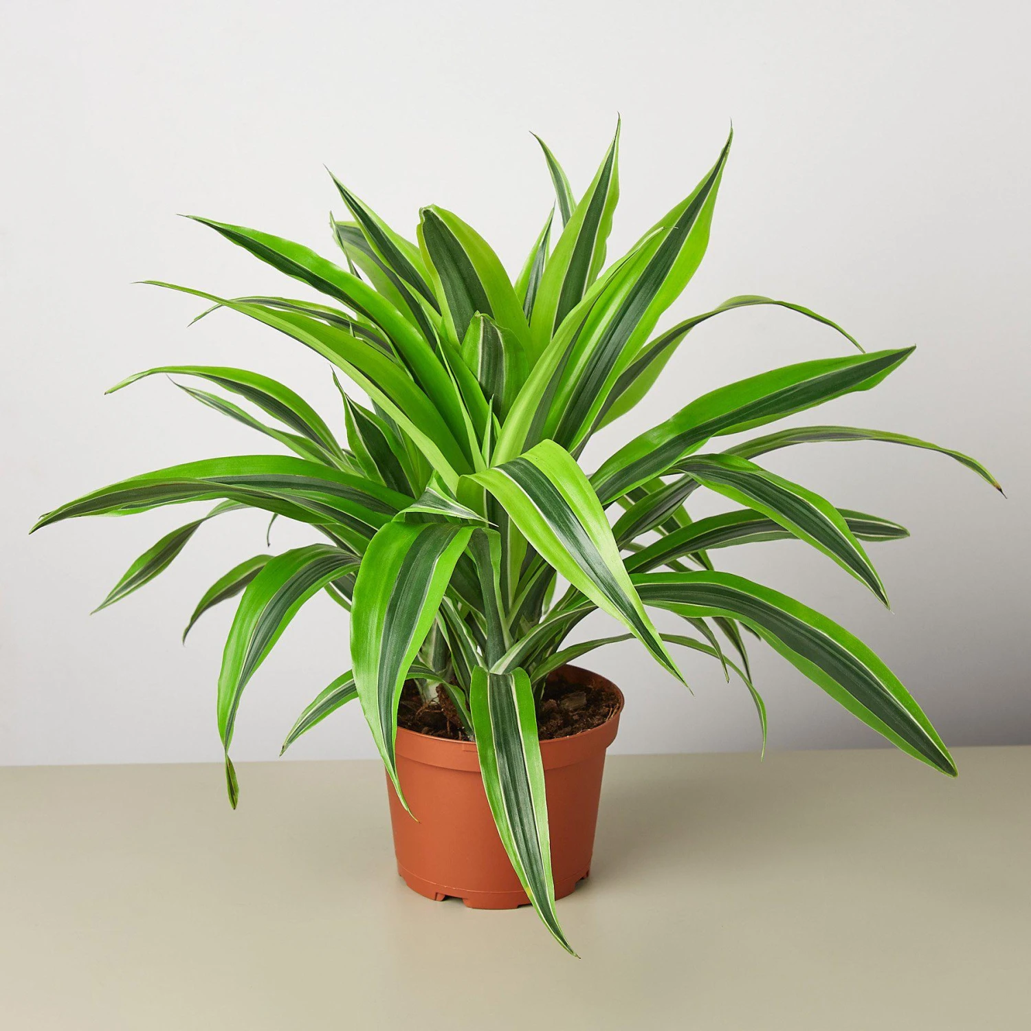 Dracaena Deremensis 'Lemon Lime' 4 Dracaena Deremensis 'Lemon Lime' - Image 4