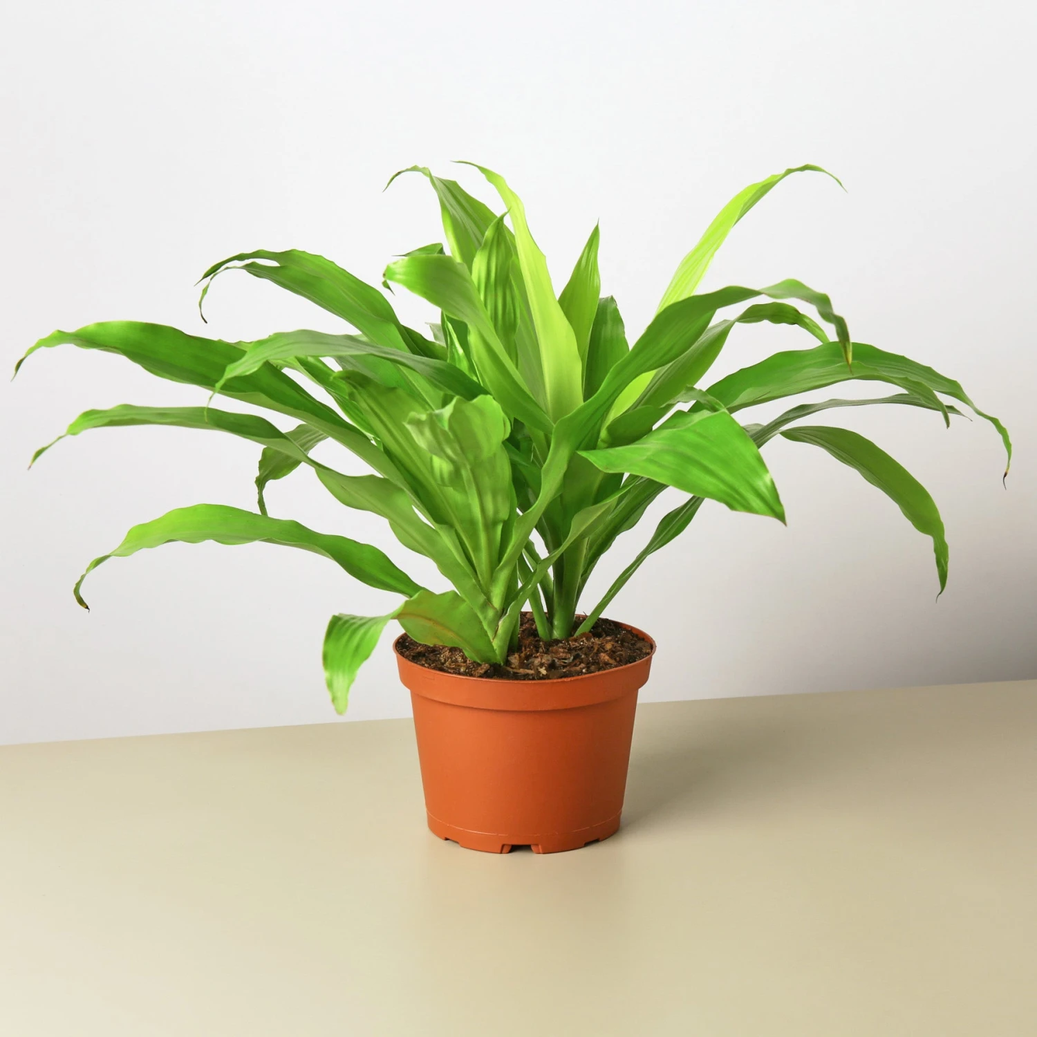 Dracaena 'Lime Light' 1 Dracaena 'Lime Light'