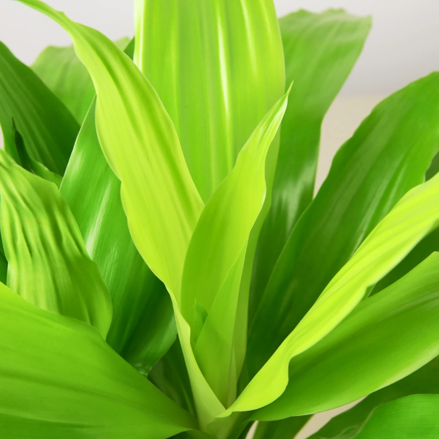 Dracaena 'Lime Light' 2 Dracaena 'Lime Light' - Image 2