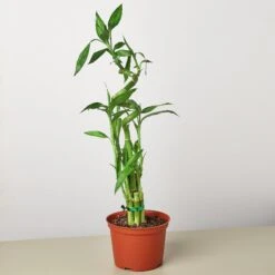 Dracaena 'Lucky Bamboo' 9 Dracaena 'Lucky Bamboo' -Plant house 1 Dracaena LuckyBamboo 6