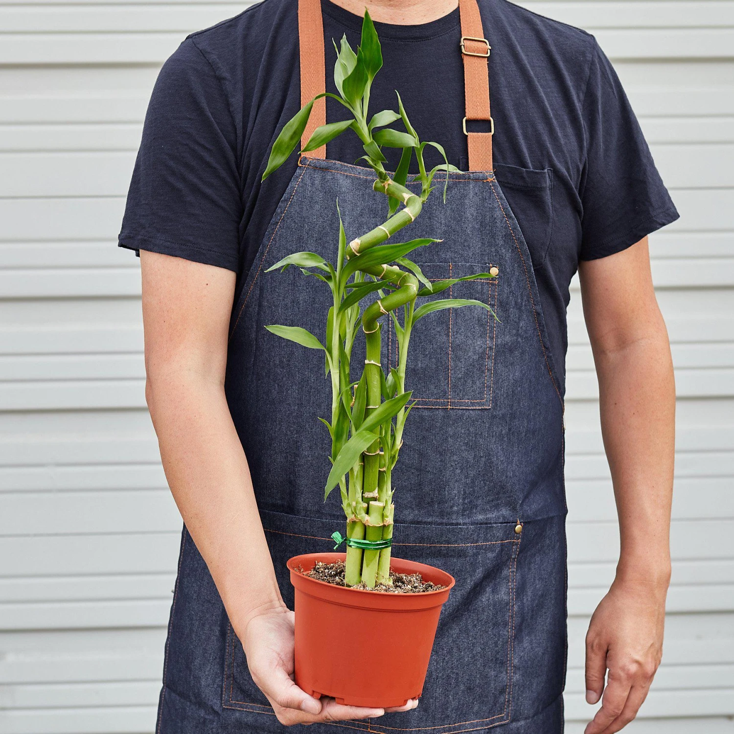 Dracaena 'Lucky Bamboo' 5 Dracaena 'Lucky Bamboo' - Image 5