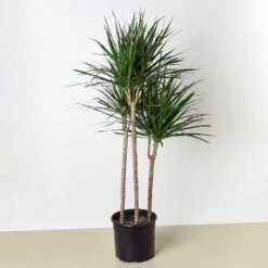 Dracaena 'Marginata Cane' 15 Dracaena 'Marginata Cane' -Plant house 1 Dracaena MarginataCane 10