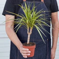 Dracaena Marginata 'Sunshine' -Plant house 1 Dracaena MarginataSunray 4HOLD