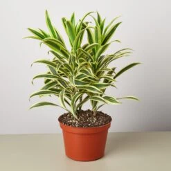 Dracaena Song Of India 11 Dracaena Song Of India -Plant house 1 Dracaena SongOfIndia 6
