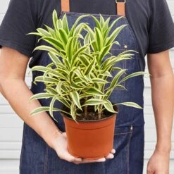 Dracaena Song Of India 12 Dracaena Song Of India -Plant house 1 Dracaena SongOfIndia 6 HOLD