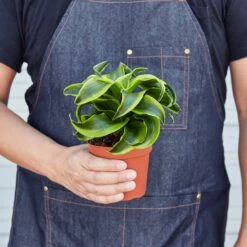 Dracaena 'Tornado' -Plant house 1 Dracaena Tornado HOLD 4