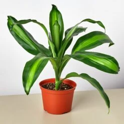 Dracaena 'Massangeana' 8 Dracaena 'Massangeana' -Plant house 1 DracaenaMassangeana 6