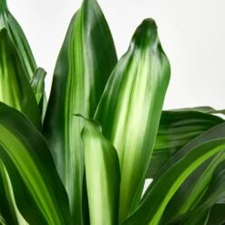 Dracaena 'Massangeana' 9 Dracaena 'Massangeana' -Plant house 1 DracaenaMassangeana DETAIL 6