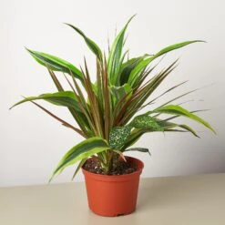 Dracaena 'Combo' 9 Dracaena 'Combo' -Plant house 1 Draceana Combo 6alt