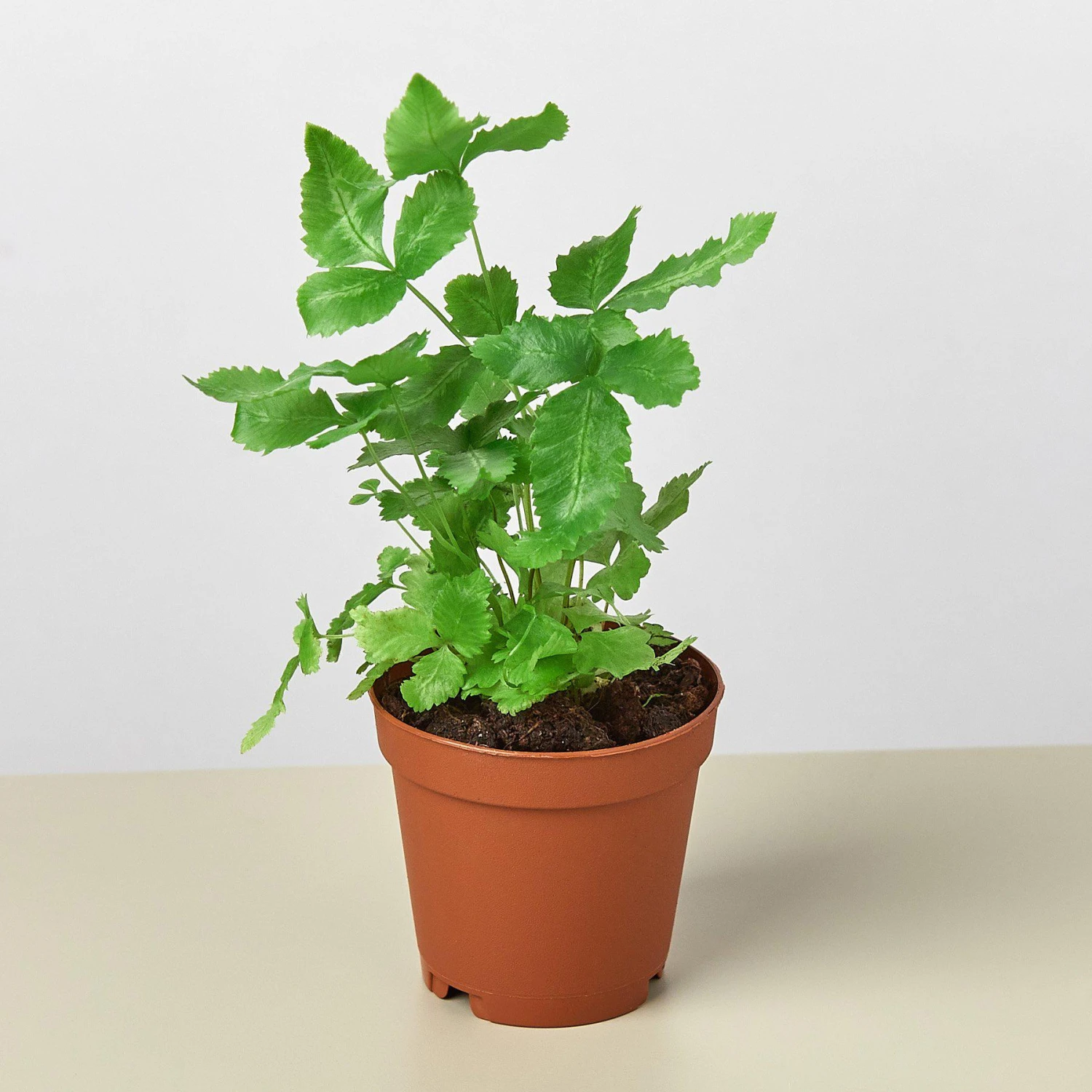 Pteris Cretica 'Albo Fern' 5 Pteris Cretica 'Albo Fern' - Image 5