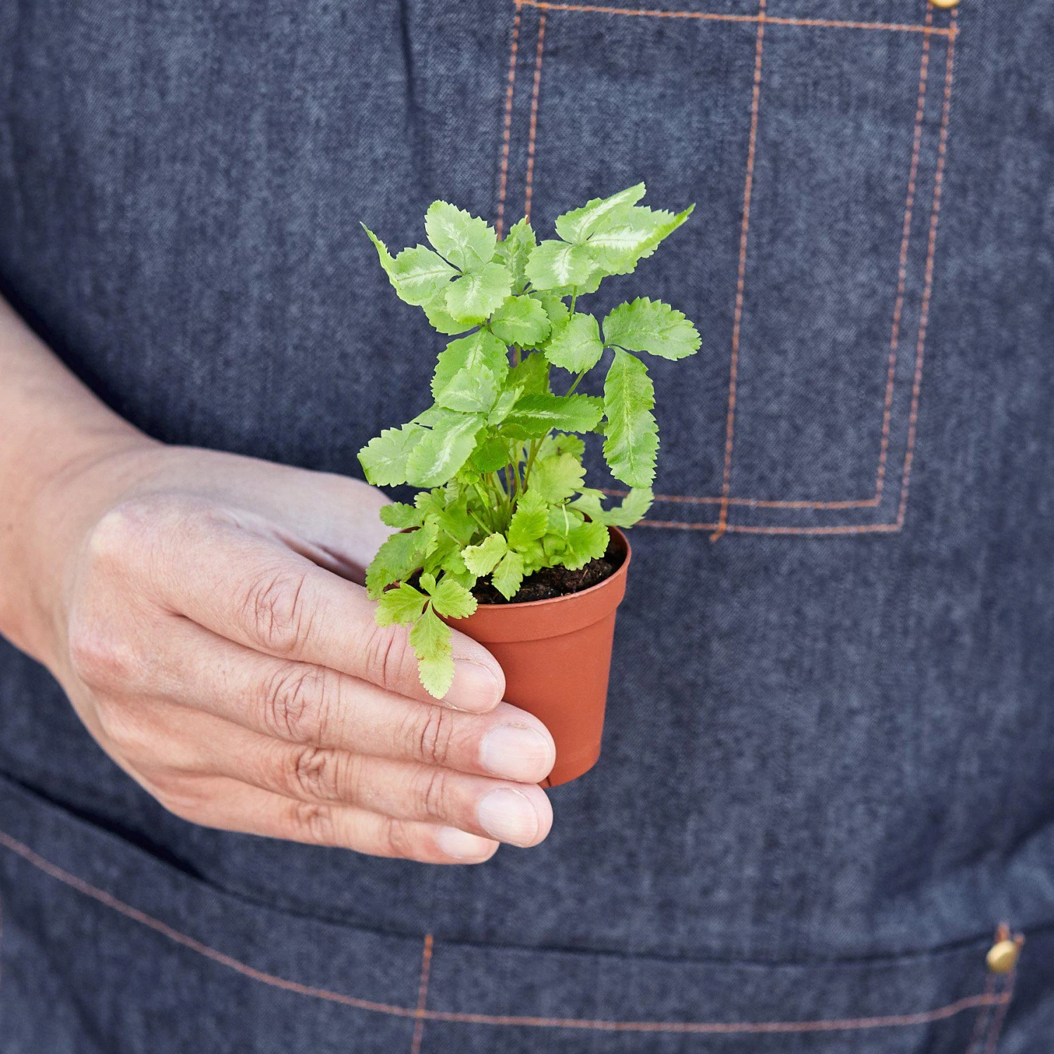 Pteris Cretica 'Albo Fern' 7 Pteris Cretica 'Albo Fern' - Image 7