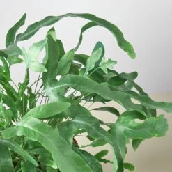 Fern 'Blue Star' -Plant house 1 Fern BlueStar DETAIL 6