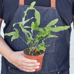 Fern 'Blue Star' -Plant house 1 Fern BlueStar HOLD 4