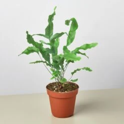 Fern 'Blue Star' -Plant house 1 Fern Blue Star 4