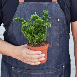 Fern 'Emina' -Plant house 1 Fern CandyCandy1 HOLD 4