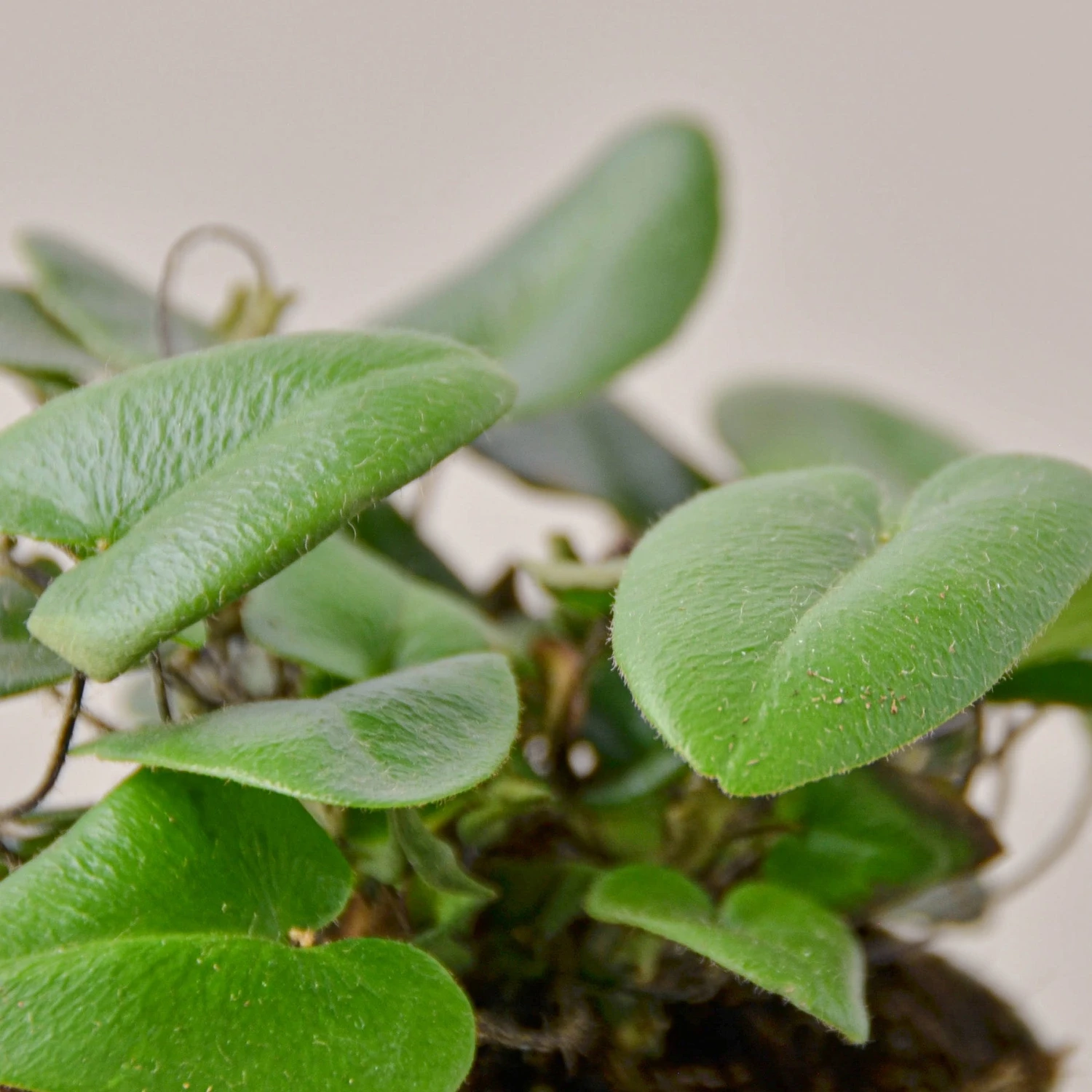 Fern 'Heart' 2 Fern 'Heart' - Image 2