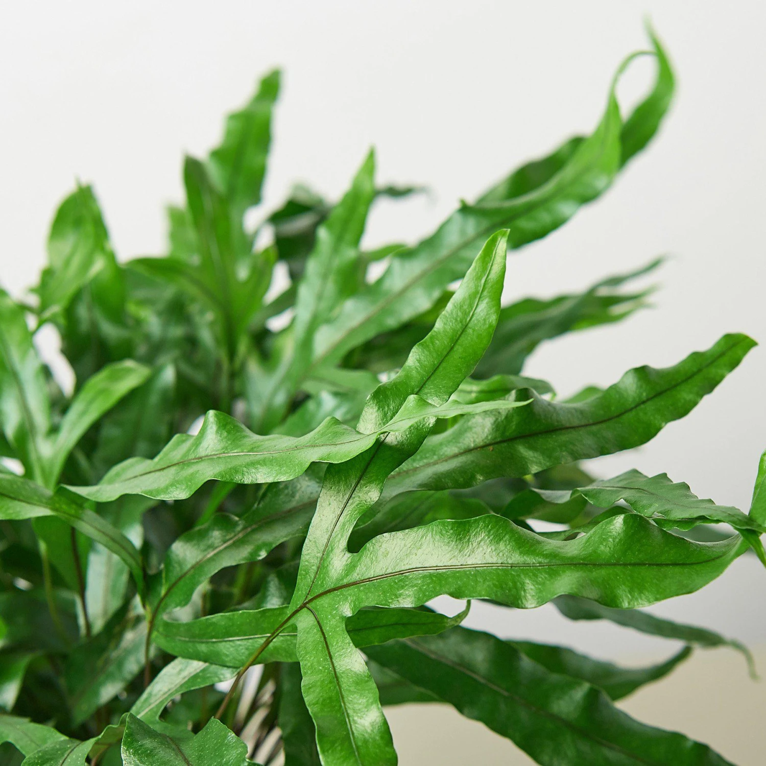 Fern 'Kangaroo Paw' 2 Fern 'Kangaroo Paw' - Image 2