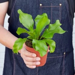 Bird's Nest 'Nidus' Fern 9 Bird's Nest 'Nidus' Fern -Plant house 1 Fern Nidus 4HOLD