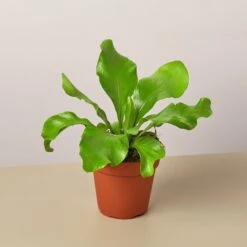 Bird's Nest 'Nidus' Fern 8 Bird's Nest 'Nidus' Fern -Plant house 1 Fern Nidus 4MAIN