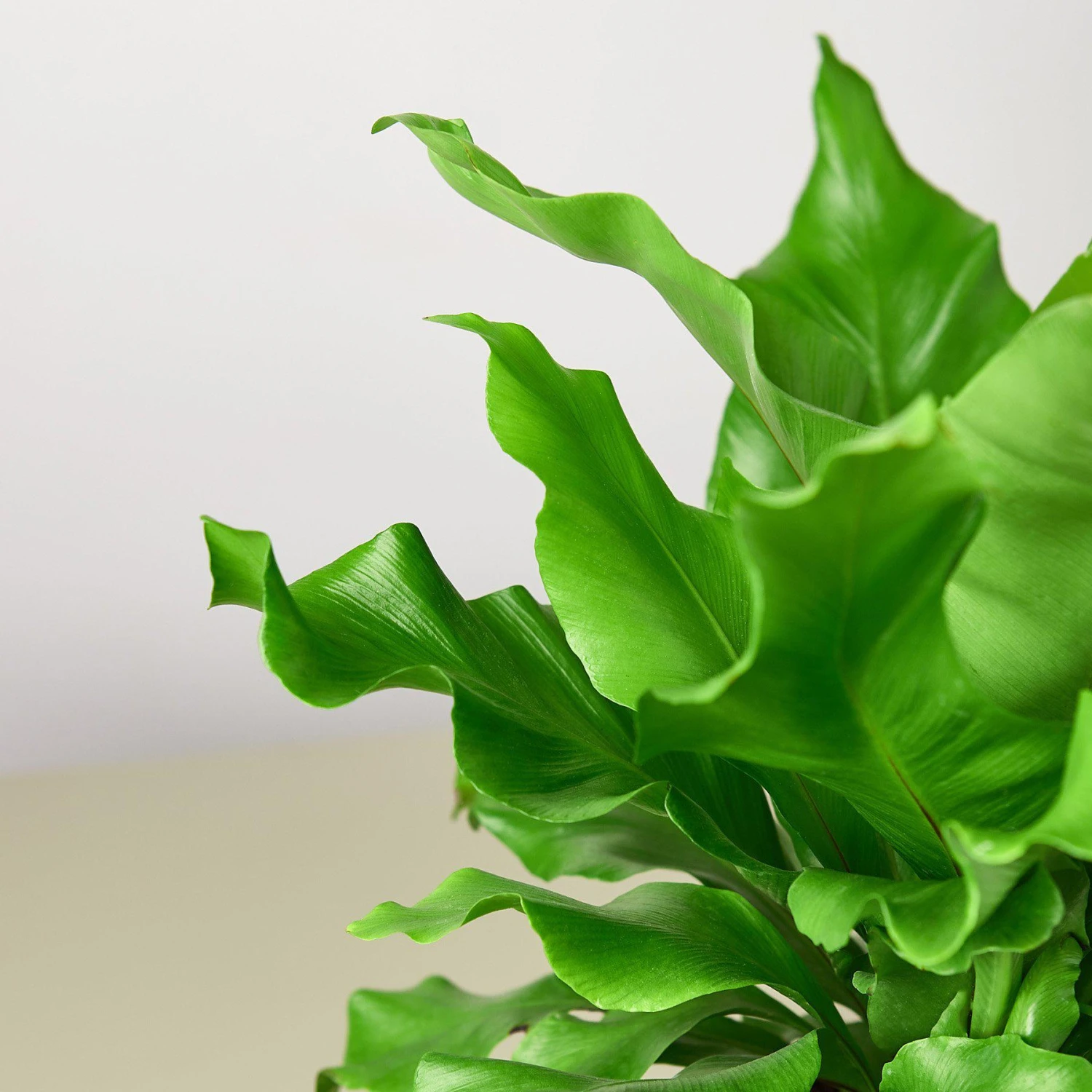 Bird's Nest 'Nidus' Fern 2 Bird's Nest 'Nidus' Fern - Image 2