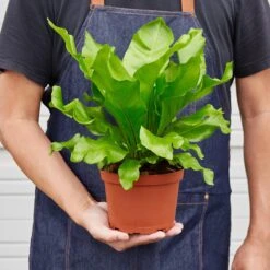 Bird's Nest 'Nidus' Fern 11 Bird's Nest 'Nidus' Fern -Plant house 1 Fern Nidus 6 HOLD