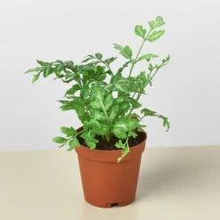 Pteris Ensiformis 'Silver Lace' 9 Pteris Ensiformis 'Silver Lace' -Plant house 1 Fern SilverLace 2