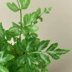 Pteris Ensiformis 'Silver Lace' 10 Pteris Ensiformis 'Silver Lace' -Plant house 1 Fern SilverLace DETAIL 2