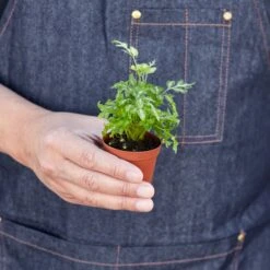 Pteris Ensiformis 'Silver Lace' 8 Pteris Ensiformis 'Silver Lace' -Plant house 1 Fern SilverLace HOLD 2
