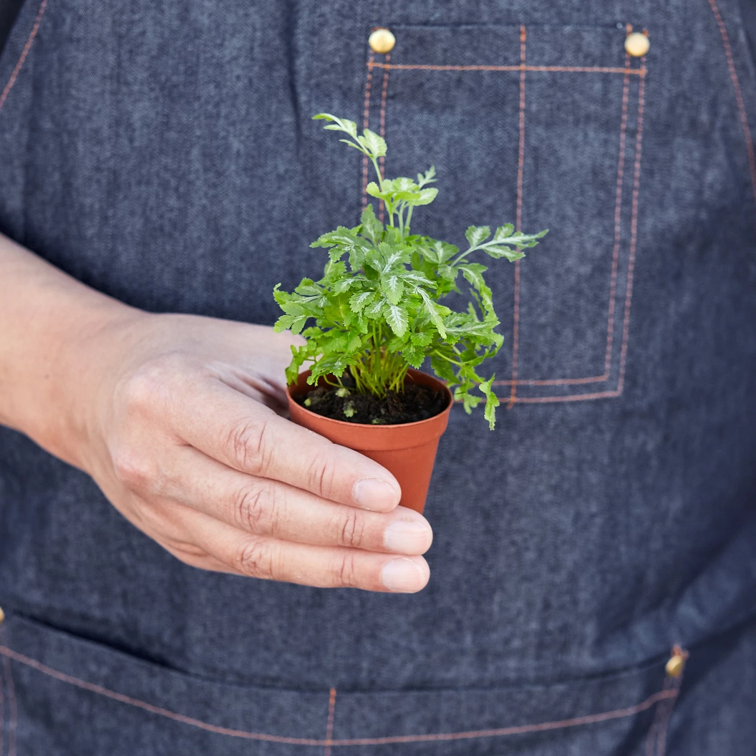 Pteris Ensiformis 'Silver Lace' 3 Pteris Ensiformis 'Silver Lace' - Image 3