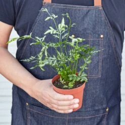 Pteris Ensiformis 'Silver Lace' 11 Pteris Ensiformis 'Silver Lace' -Plant house 1 Fern SilverLace HOLD 4