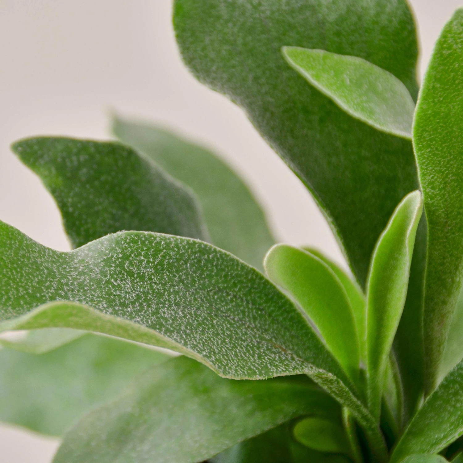 Staghorn Fern 2 Staghorn Fern - Image 2