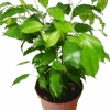 Ficus 'Benjamina'